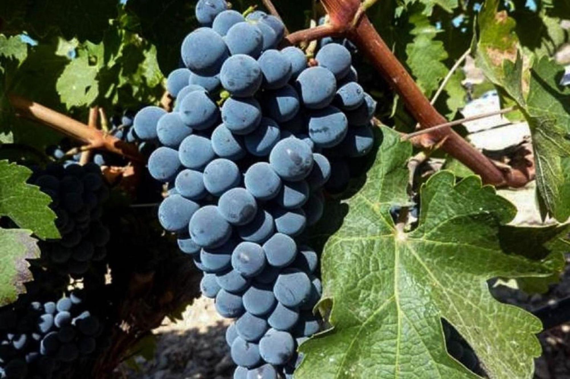 Sobreiro'S Villa In Douro Valley Mesão Frio المظهر الخارجي الصورة