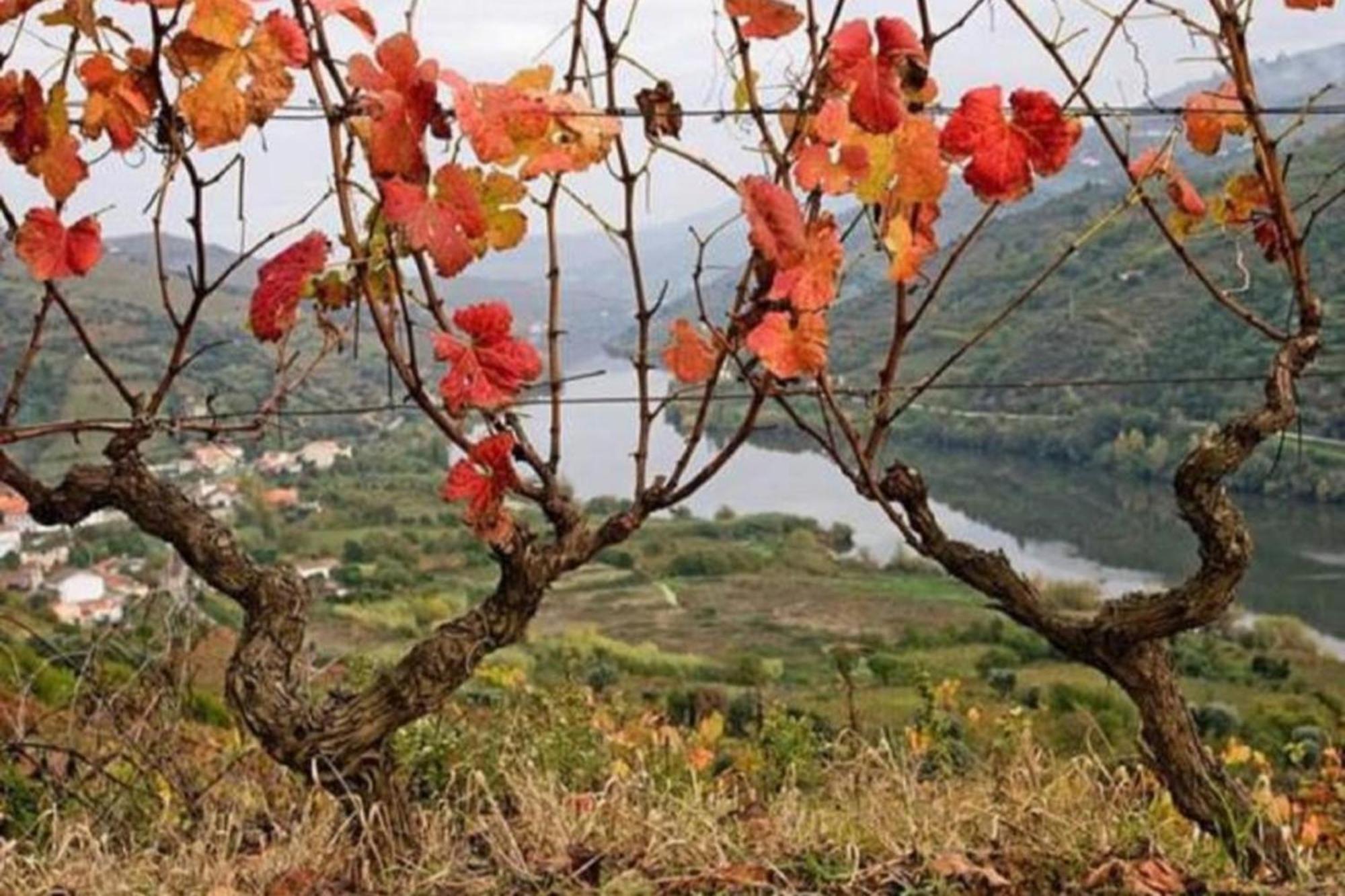 Sobreiro'S Villa In Douro Valley Mesão Frio المظهر الخارجي الصورة